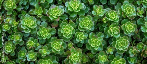 Chinese stonecrop known as Sedum tetractinum in Latin. photo