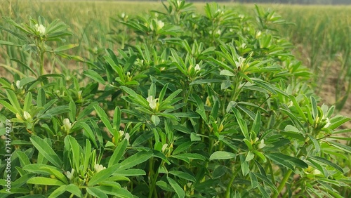 Closeup and top view of fenugreek plants in the garden of rural India farm field. Close of plants of methi leaf are blooming in the agricultural fields of rural India. Trigonella foenum graecum leaves