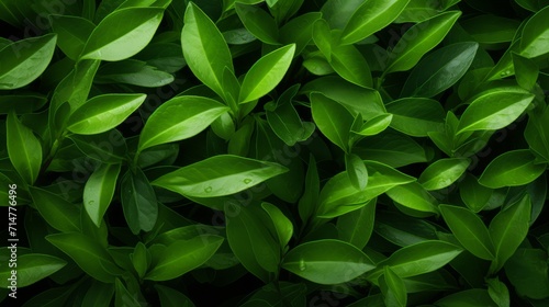 Green leaves background. Nature wallpaper. Green leaves texture. Natural background. Generative AI