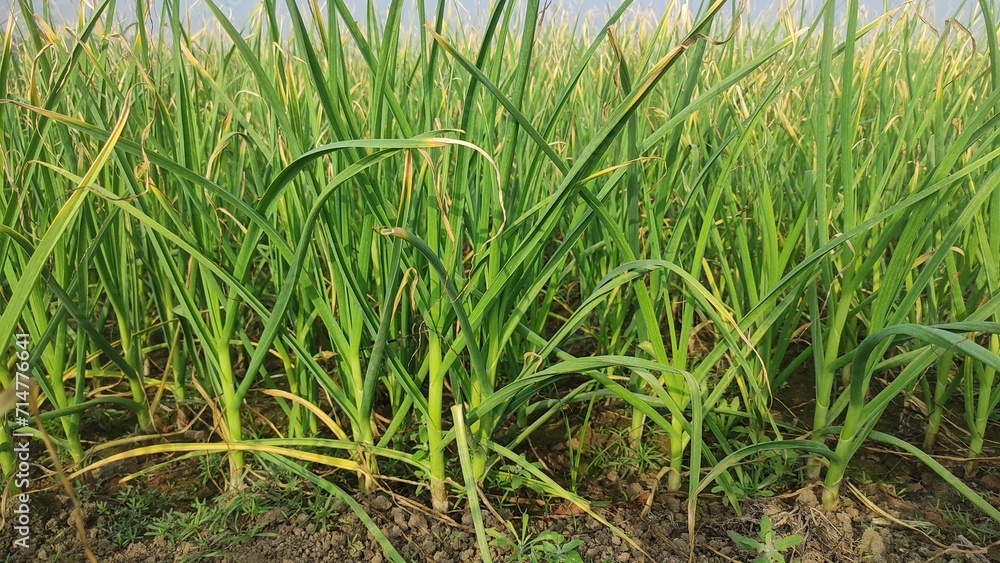 Fototapeta premium organically cultivated garlic plantation in the vegetable garden. Small sapling of garlic. Garlic Plants on a Ground. Early garlic plants on a ground in spring close up.