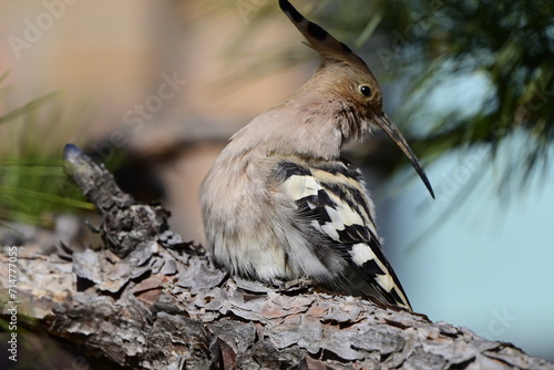 Wallpaper Mural 여름 철새 후투티 Torontodigital.ca