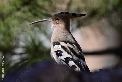 Wallpaper Mural 여름 철새 후투티 Torontodigital.ca