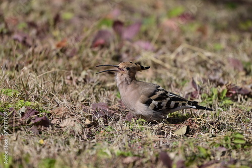 Wallpaper Mural 여름 철새 후투티 Torontodigital.ca