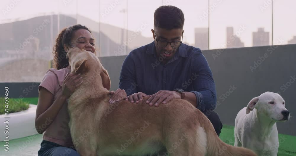 Happy couple, adoption and dogs playing at shelter for animals with ...