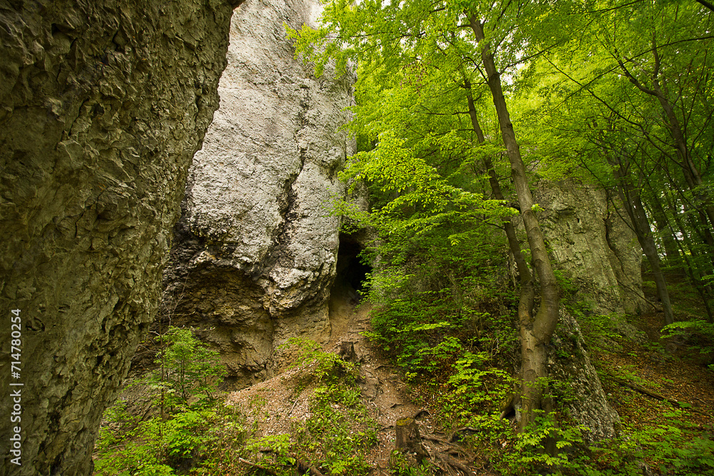 A forest landscape. A rock in a green forest A forest landscape. A rock in a green forest