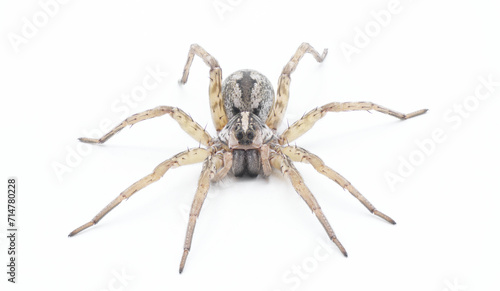 Hogna antelucana is a fairly common species of wolf spider in the family Lycosidae isolated on white background. Florida example front face view low angle