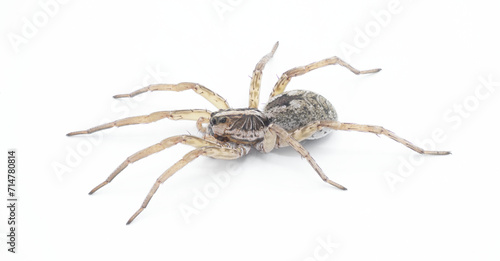 Hogna antelucana is a fairly common species of wolf spider in the family Lycosidae isolated on white background. Florida example side profile view