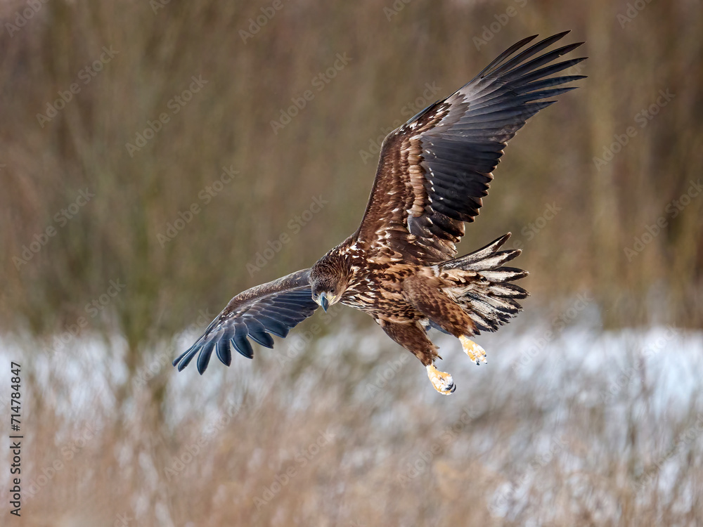 Fototapeta premium White-tailed eagle (haliaeetus albicilla)