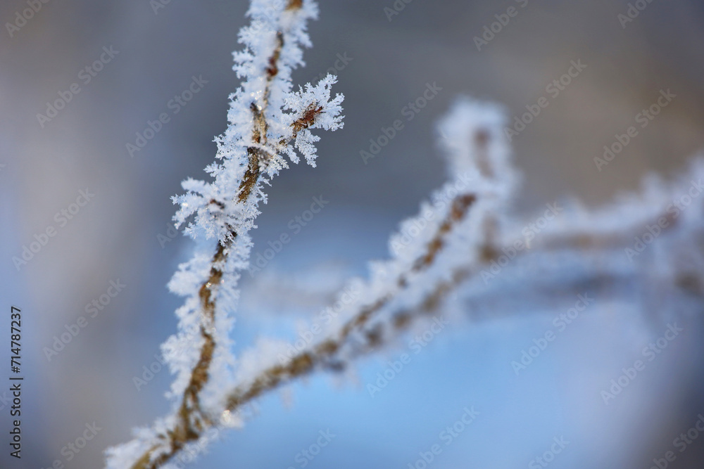 Frost crystals on a branch. Winter forest, frozen weather Frost crystals on a branch. Winter forest, frozen weather