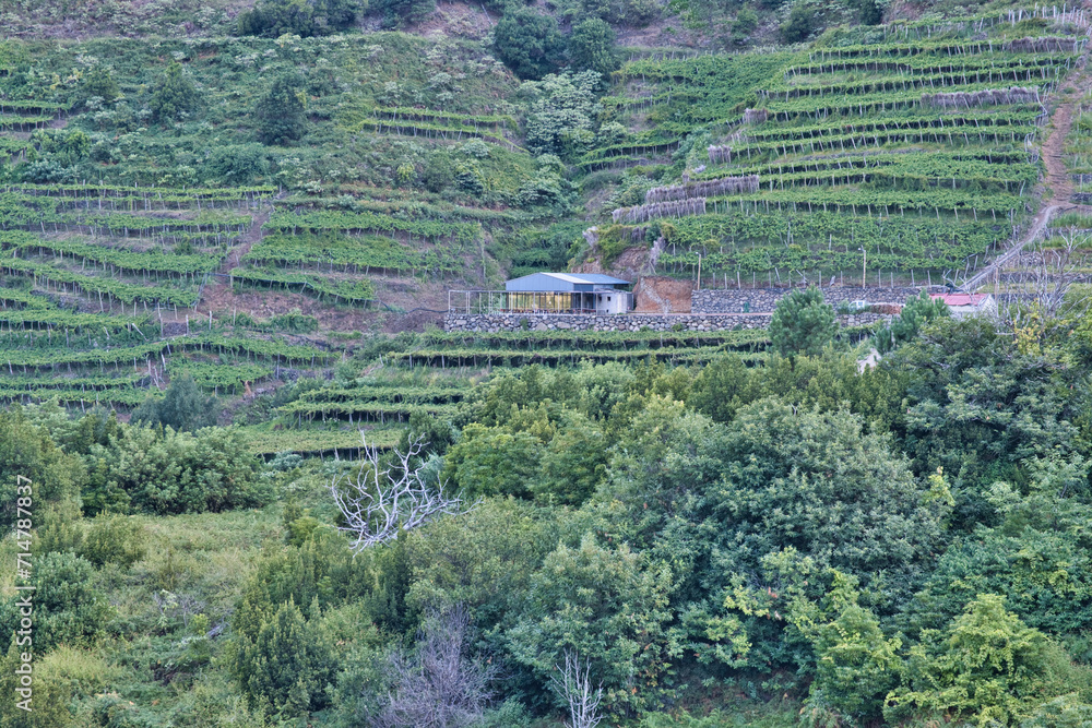 São Vicente, Madeira, Portugal  – August 7 2023: The lush green vineyard terraces of Quinta do Barbusano, a wine producer in São Vicente, on the north coast of Madeira island.