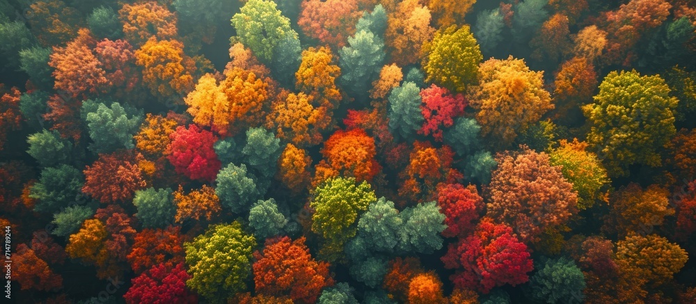 An enchanting autumn scene with vibrant forest treetops and glowing colors, seen from above on a sunny day.