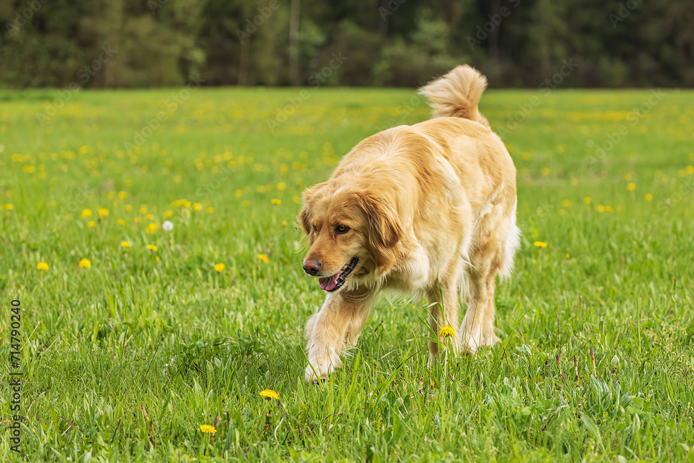 Fototapeta premium female gold Hovie in the grass