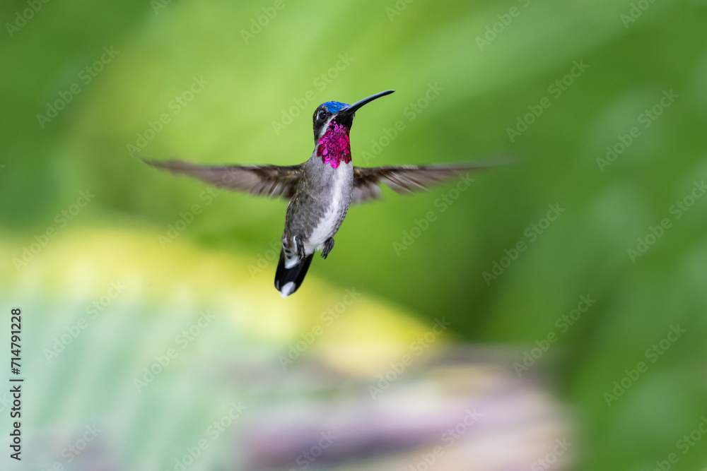 Fototapeta premium Long-billed Starthroat hummingbird hovering in the air with spread wings facing camera 
