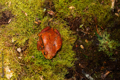 (Dyscophus Antongilii) Orange Madagascar tomato frog photo