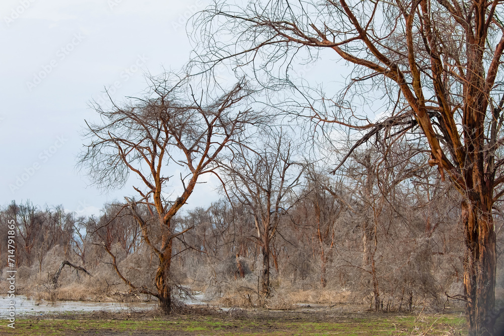 dead trees stand in lake in Africa. Global warming dead trees stand in lake in Africa. Global warming
