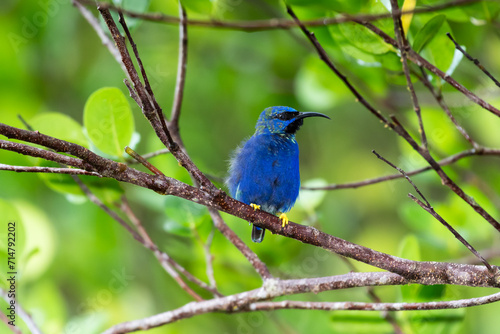 A Purple Honeycreeper fluffing his feathers on a branch in the rainforest © Chelsea Sampson