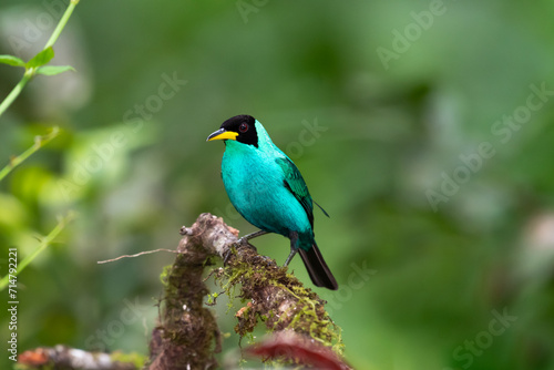 Brightly colored turquoise bird, the Green Honeycreeper perched on a mossy branch in the forest © Chelsea Sampson