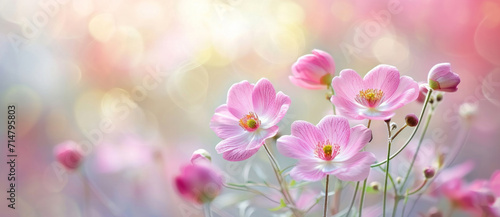 A ballet of Japanese anemones swaying, their delicate petals bathed in a soft, ethereal light, whispering of spring's touch