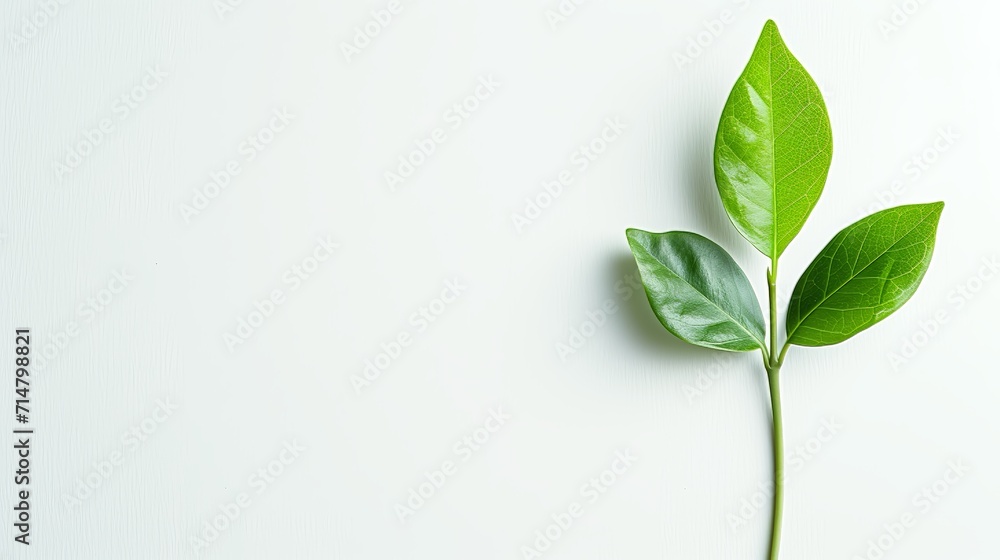 Fototapeta premium Botanic Vitality: Lively Green Leaves and Growth