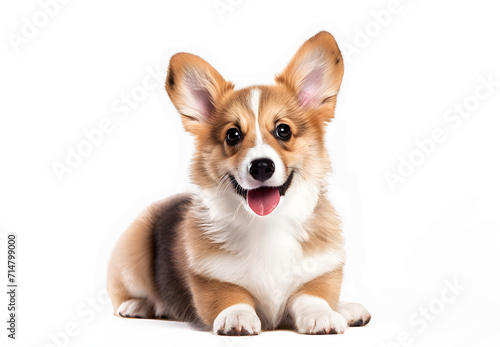 Welsh Corgi puppy dog on white background