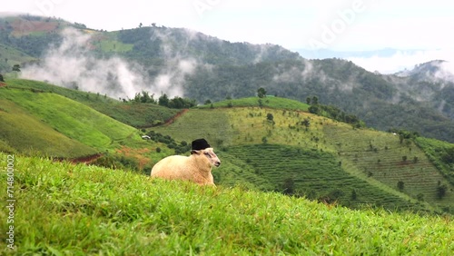 Flock of sheep and mist mountain landscape in the rainy season Chiang Rai Province Northern Thailand.
