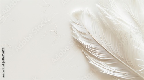 Feathered Simplicity  The Essence of Lightness