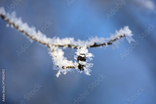 Alder cone covered with frost in winter forest. Macro shot of fairy nature, snow background