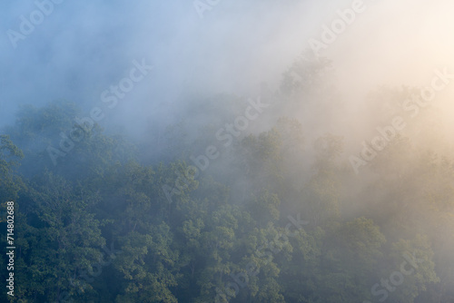 Sunrise lighting up the misty jungles on a winter morning at Jim Corbett National Park, Uttarakhand, India