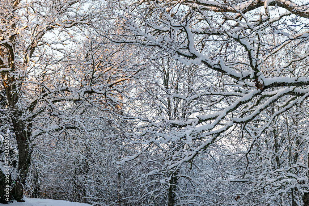 landscape from the park, snow-covered trees on the shore of the lake, the tops of the trees are illuminated by the setting sun landscape from the park, snow-covered trees on the shore of the lake, the tops of the trees are illuminated by the setting sun