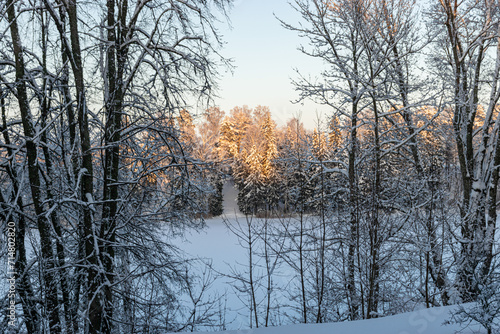 landscape from the park, snow-covered trees on the shore of the lake, the tops of the trees are illuminated by the setting sun
