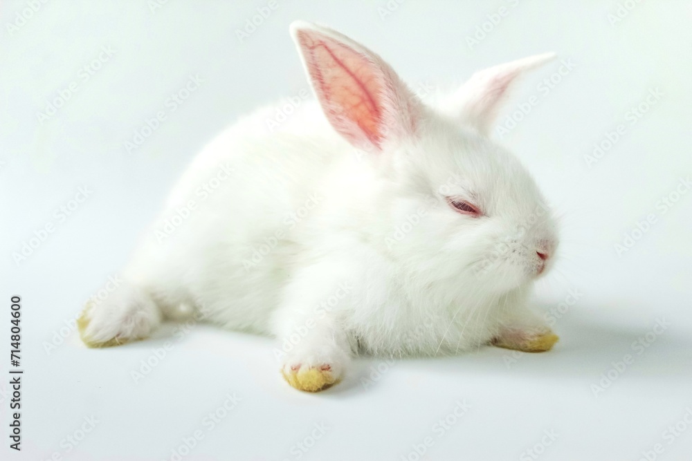 white rabbit on a white