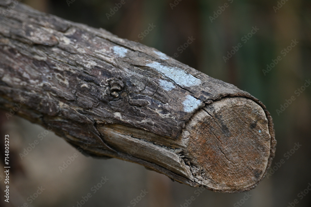 Cross-section of Dead wood Cross-section of Dead wood