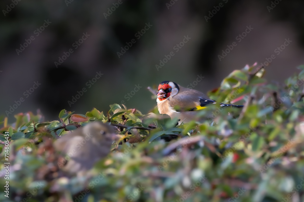 European Goldfinch eating berries in a bush European Goldfinch eating berries in a bush