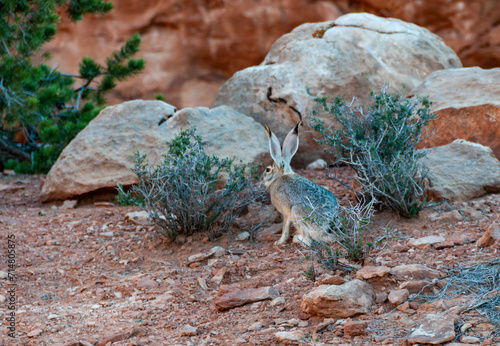 Black-tailed Jackrabbit - Lepus californicus, Devils Garden Hiking Trail