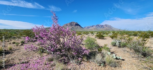 A scenic view of Texas Sage blooming in Big Bend National Park, in Texas.