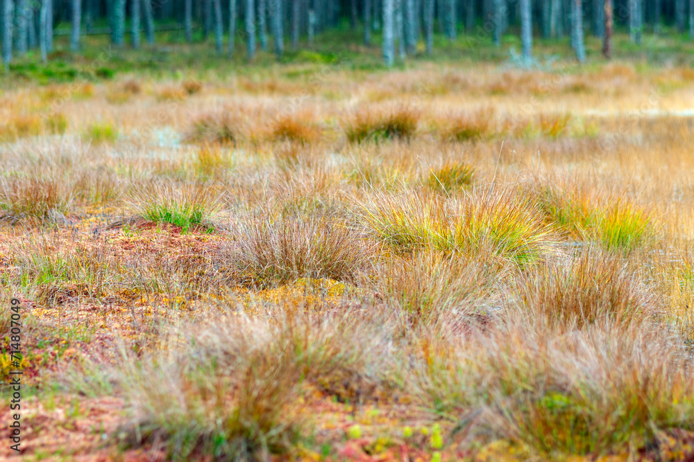 close-up of marsh plants, grass, moss, lichen, forest and marsh vegetation, rainy and cloudy day, close-up of marsh plants, grass, moss, lichen, forest and marsh vegetation, rainy and cloudy day,