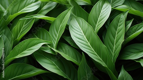 natural background, tropical leaves 