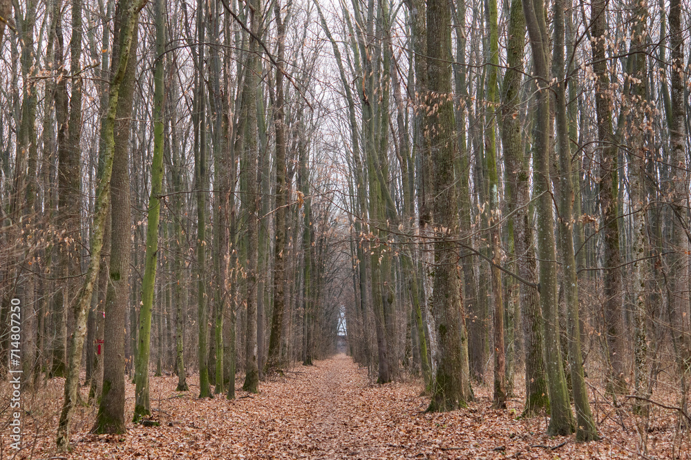 Forest in December in Voluntari Ilvof town , Romania. 
Winter forest landscape