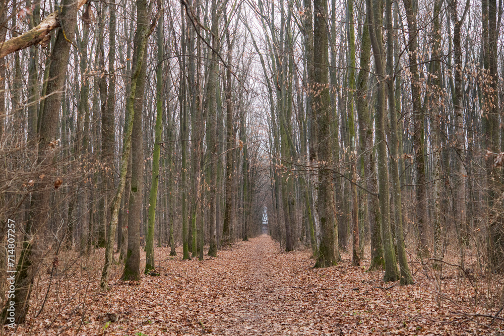 Fototapeta premium Forest in December in Voluntari Ilvof town , Romania. Winter forest landscape