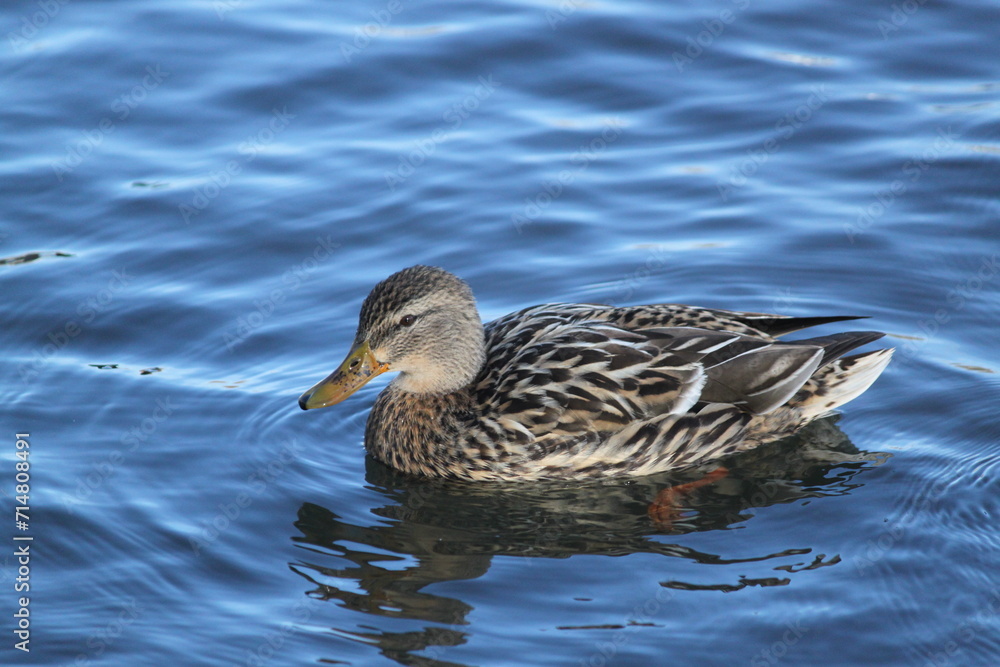 patos patos