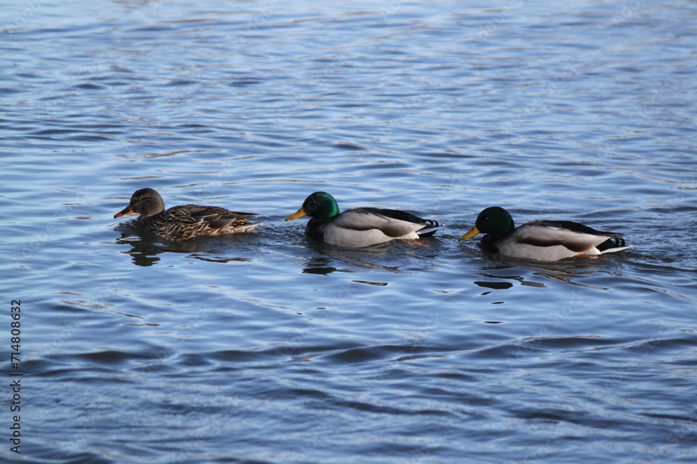 Obraz premium patos