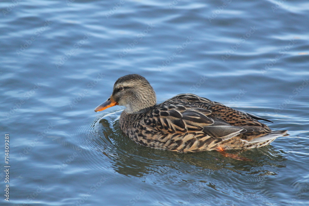 Patos Patos