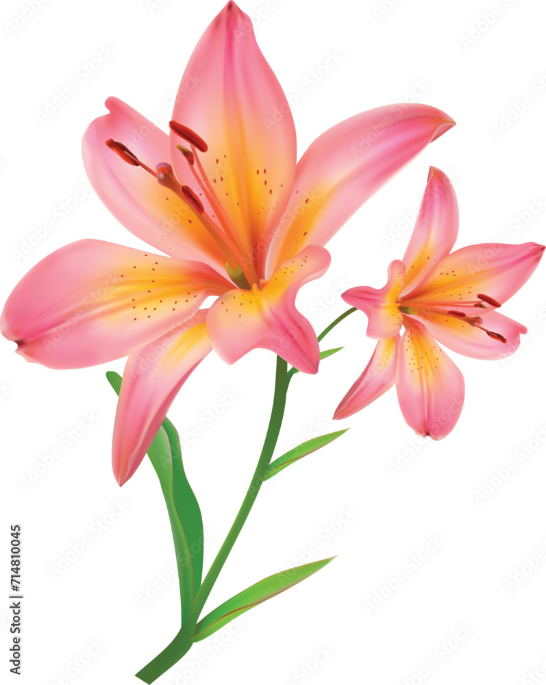 Pink lily flower isolated on white background. Realistic vector illustration.
