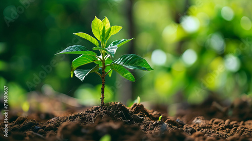 tree seedling planted closeup, reforestation concept photo