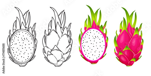 summer tropical fruits for healthy lifestyle red dragon fruit whole fruit and half vector illustration flat cartoon icon isolated on white.Vector eps 10	