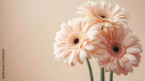 Minimalistic Gerbera Flower Stems in Pastel Tan and Warm Beige Colors AI Generated