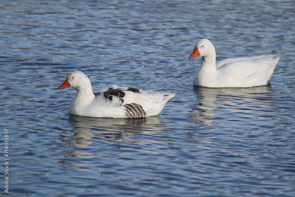 Patos Patos