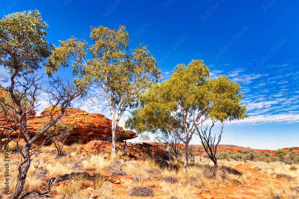 Fototapeta premium Trees in Kings Canyon