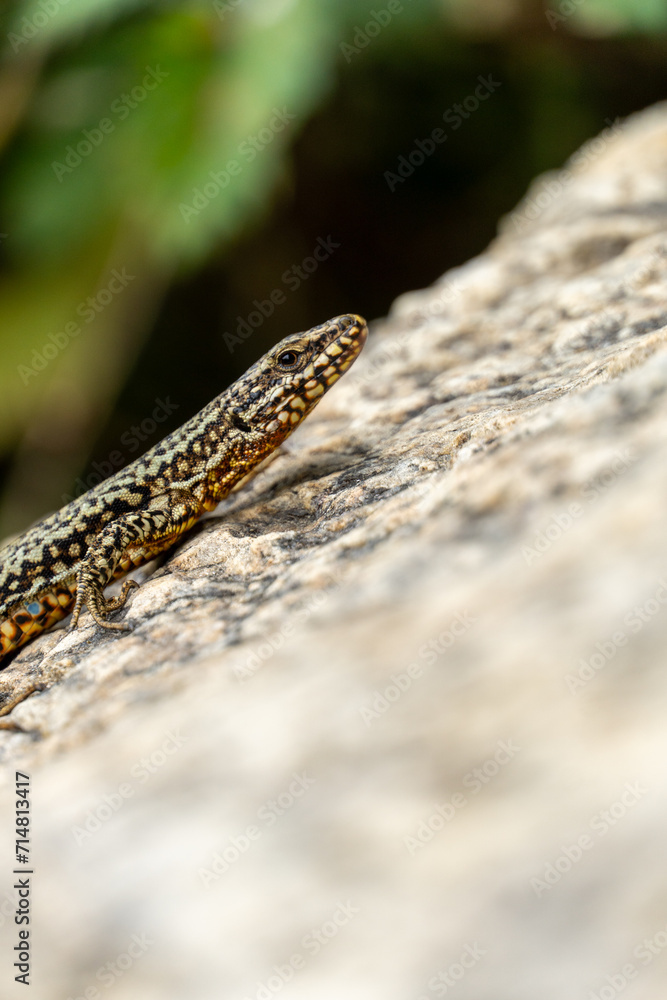 Naklejka premium Mauereidechse