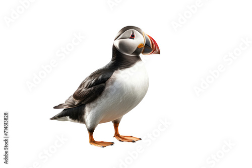 A Puffin, Heimaey coast, South Iceland isolated on a transparent background. © tong2530